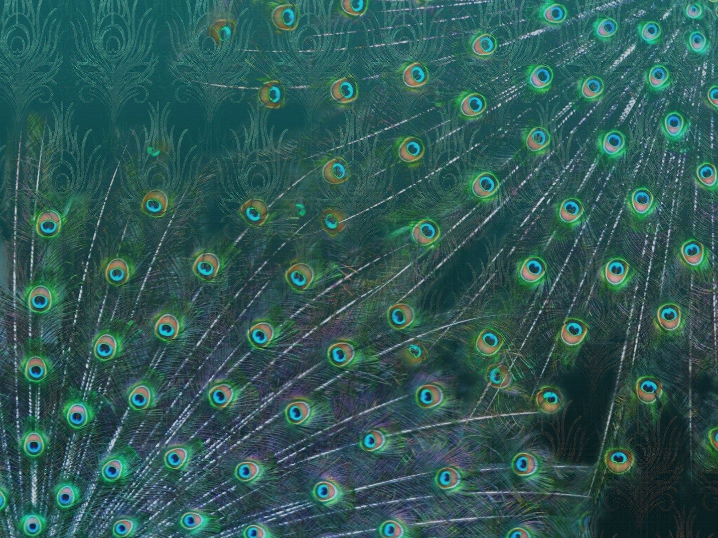PEACOCK
