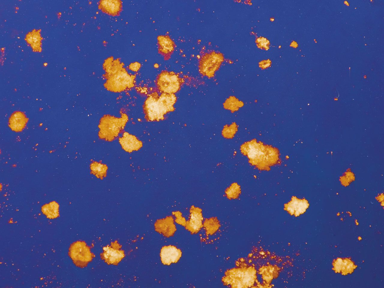 POLVERE DI STELLE BLU