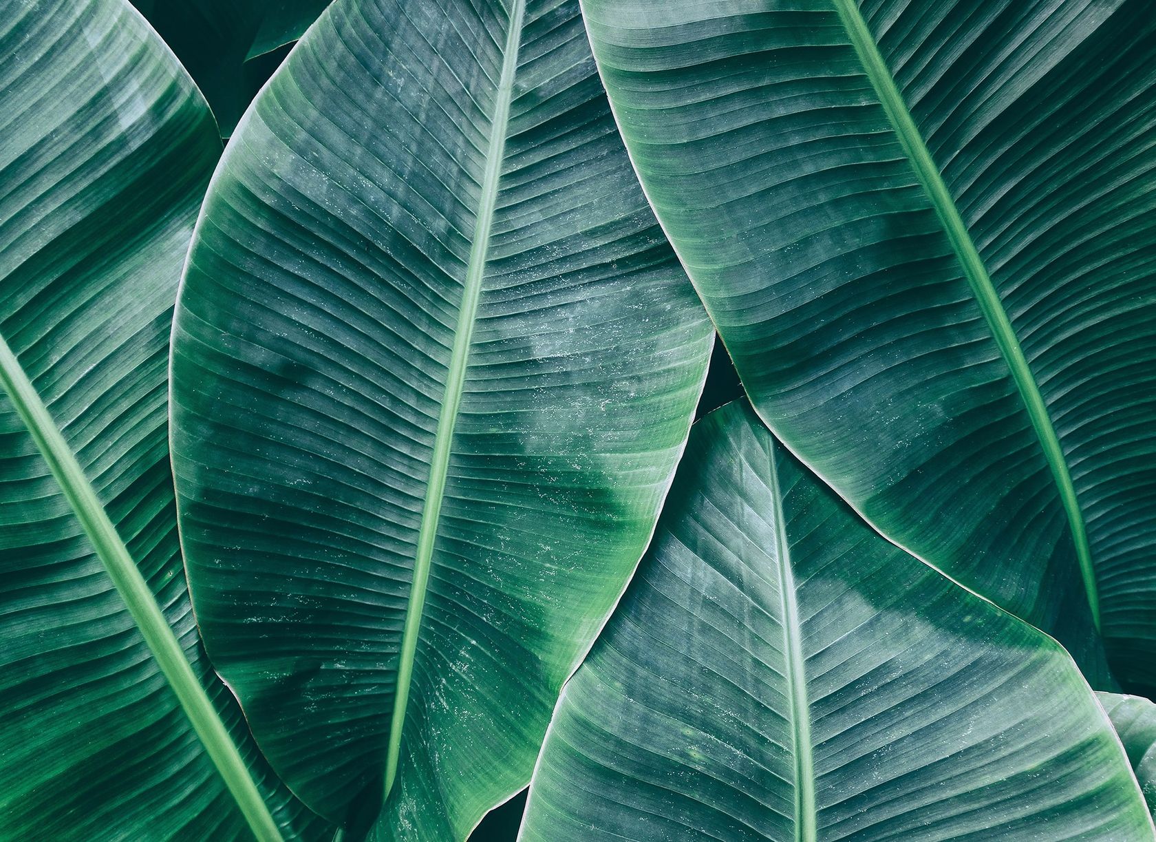BANANA LEAVES