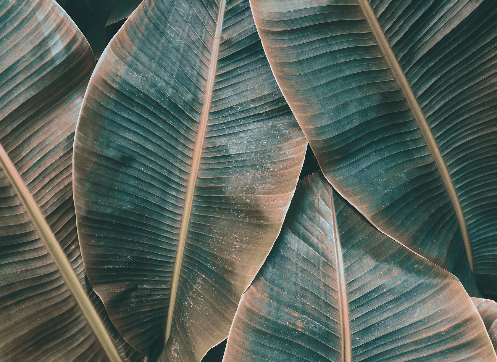 BANANA LEAVES