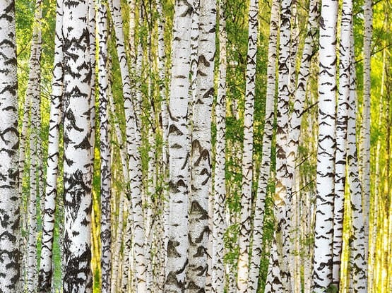 BIRCH FOREST