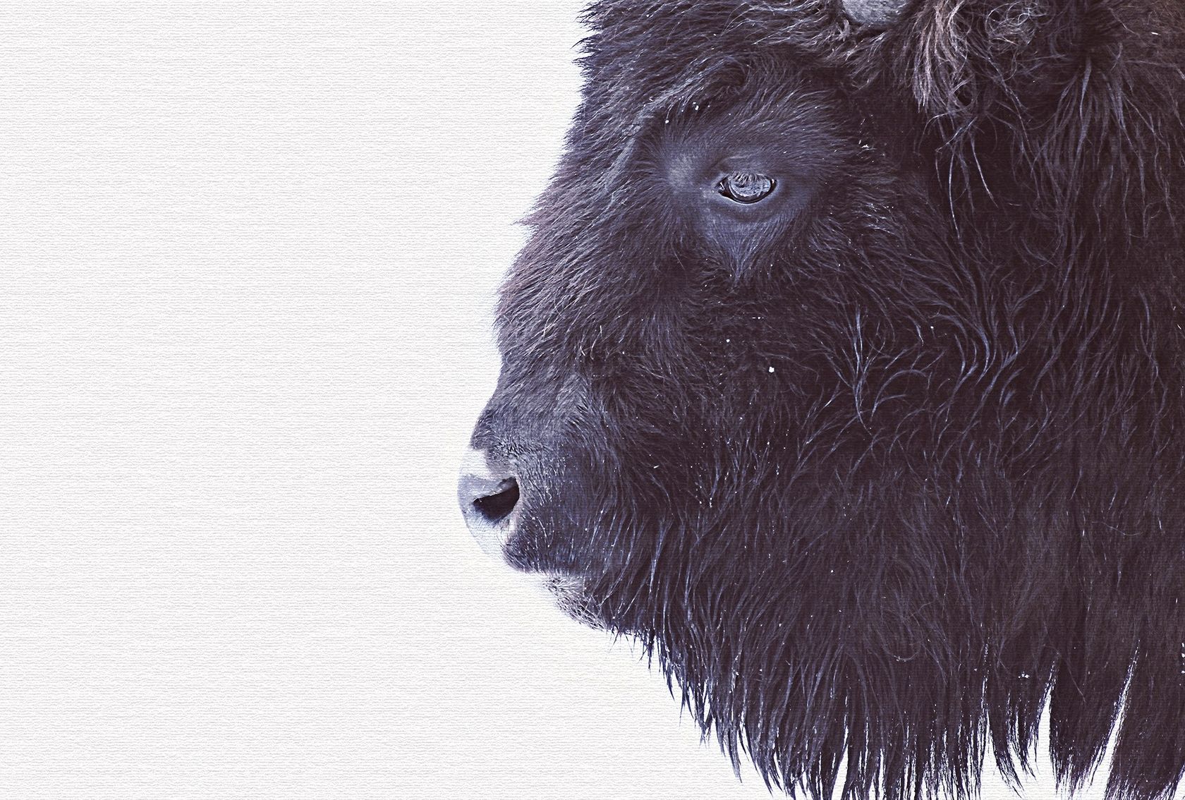 BLACK BUFFALO