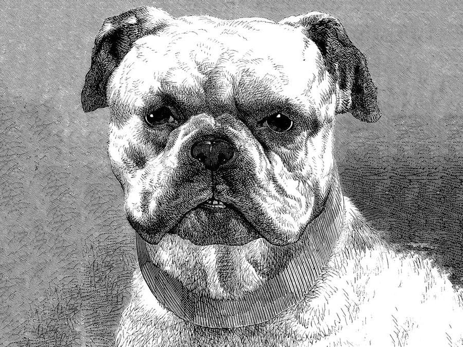 BULLDOG