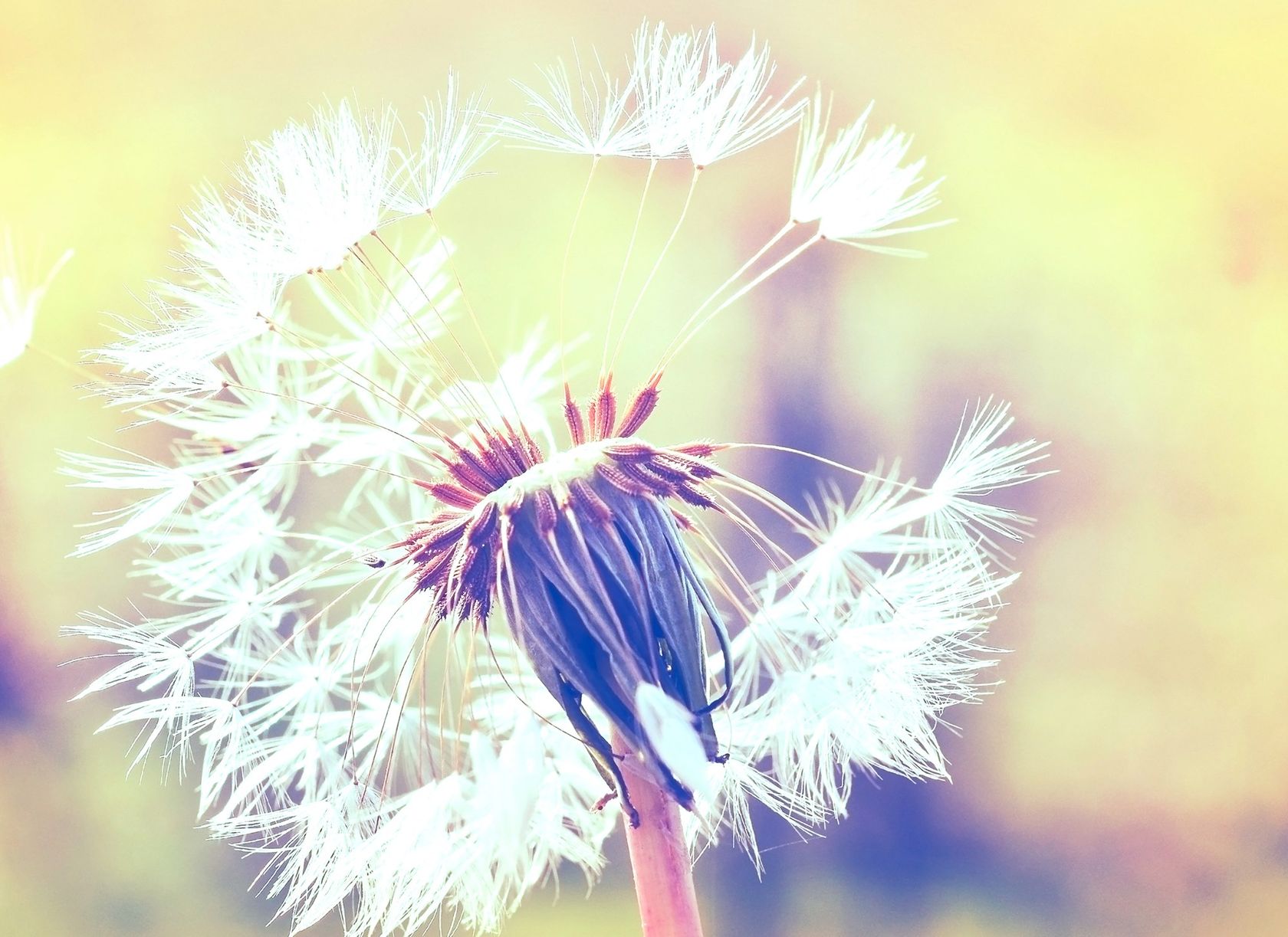DANDELION