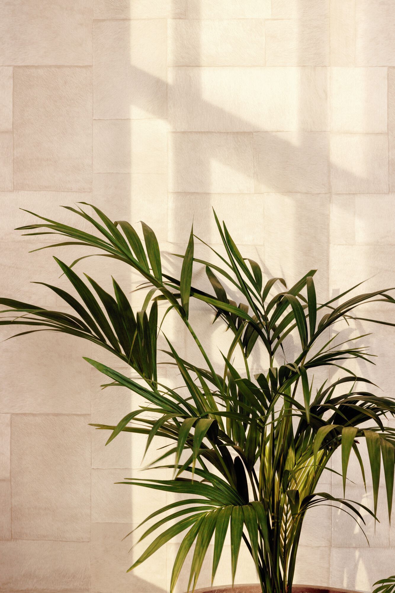 SAUVAGES - APPALOOSA