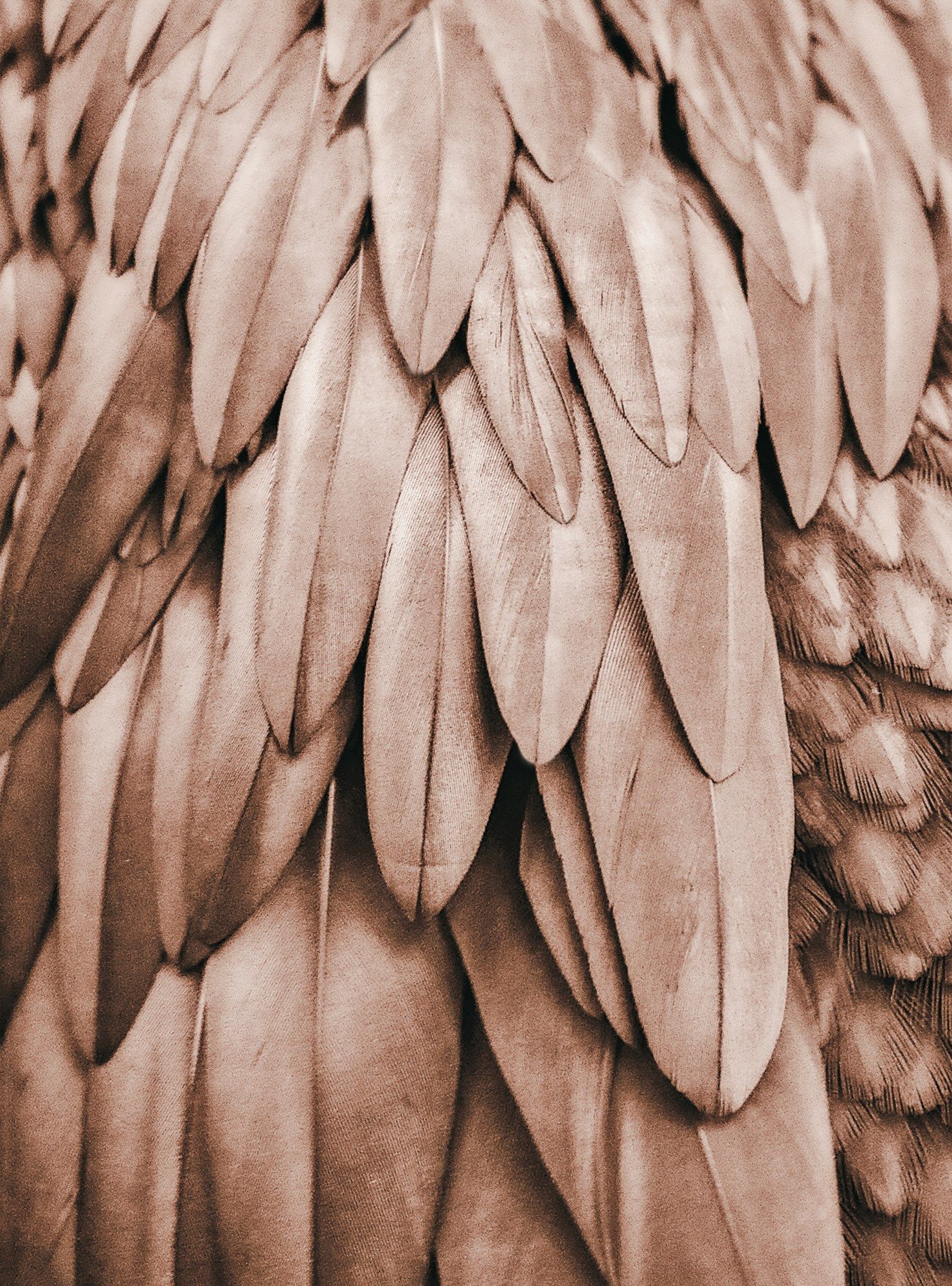 FEATHERS