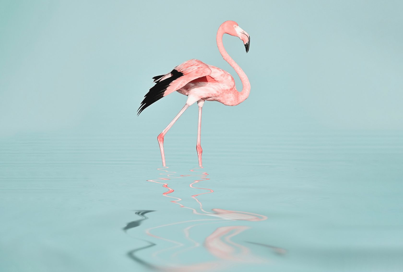 FLAMINGO WATER