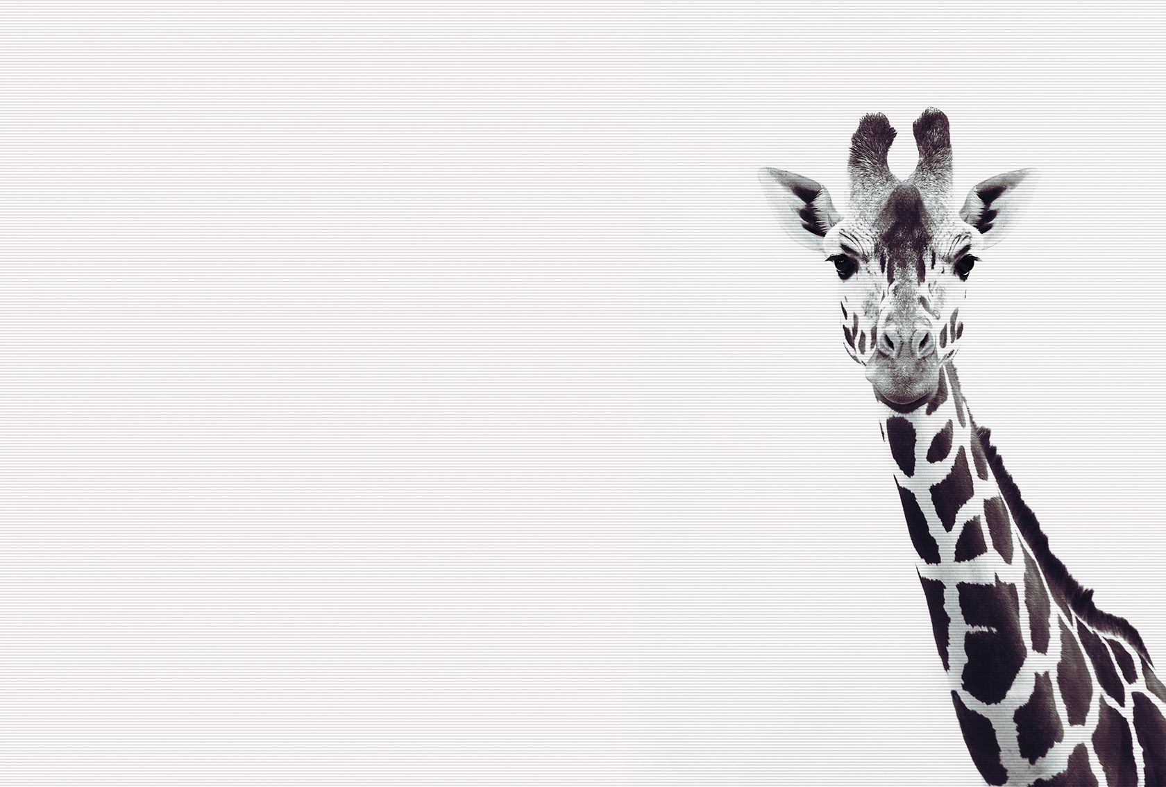 GIRAFFE POTRAIT
