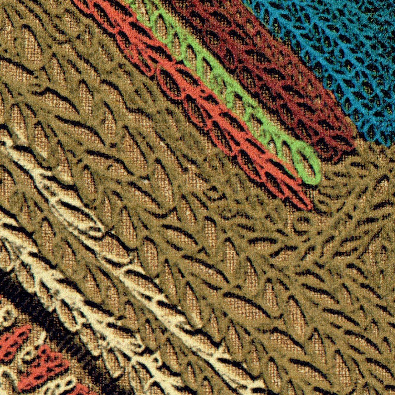 LINS BRODÉS - HYDRA