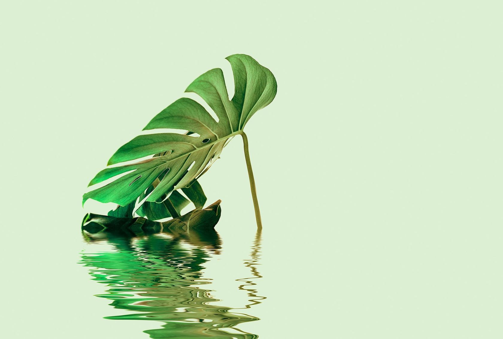 MONSTERA LEAF WATER 2