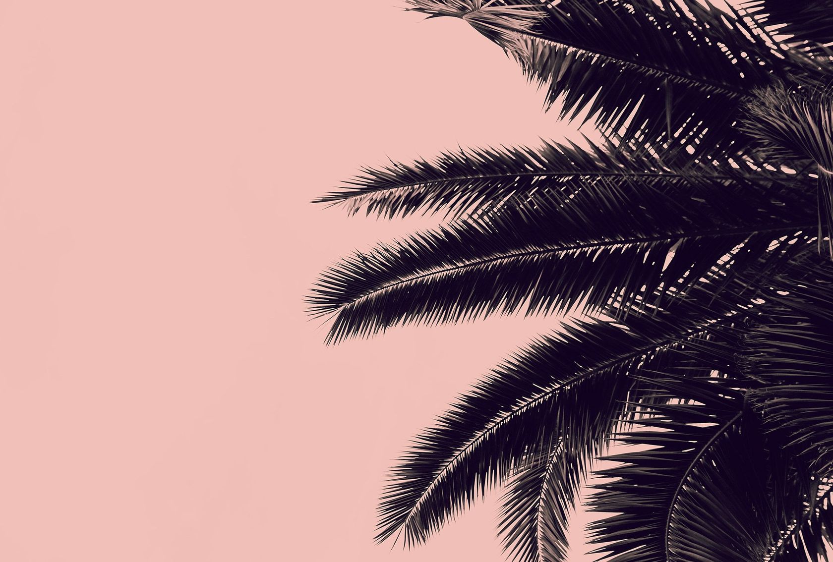 PALM TREE