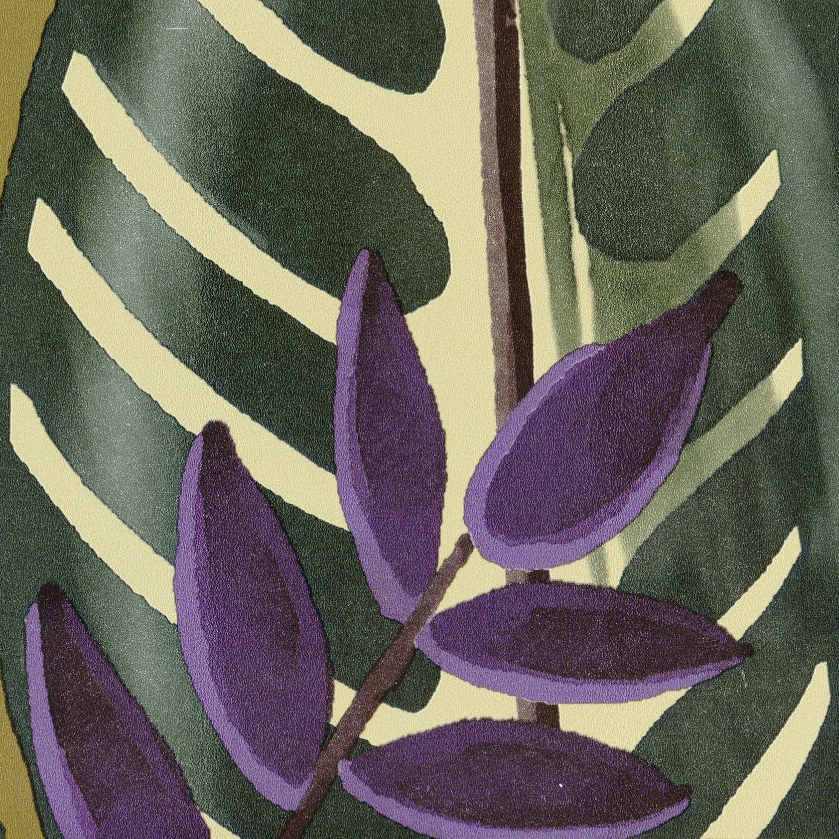 ALOCASIA