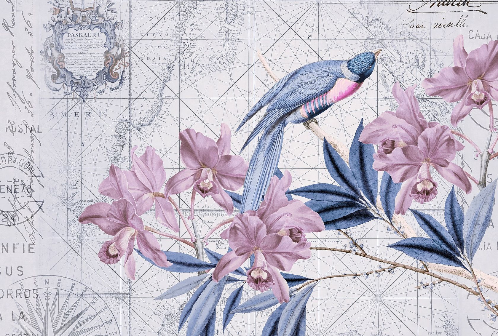 BIRD DISCOVERY