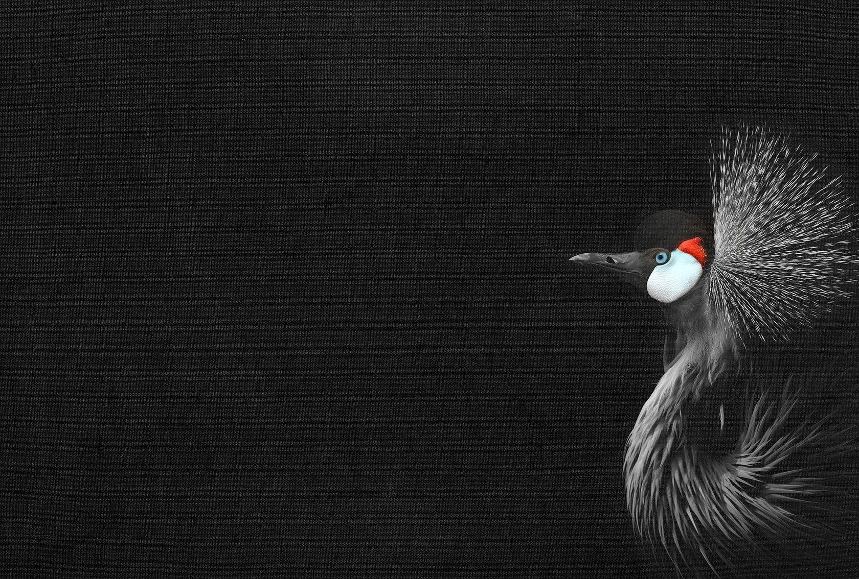 CROWNED CRANE BLACK