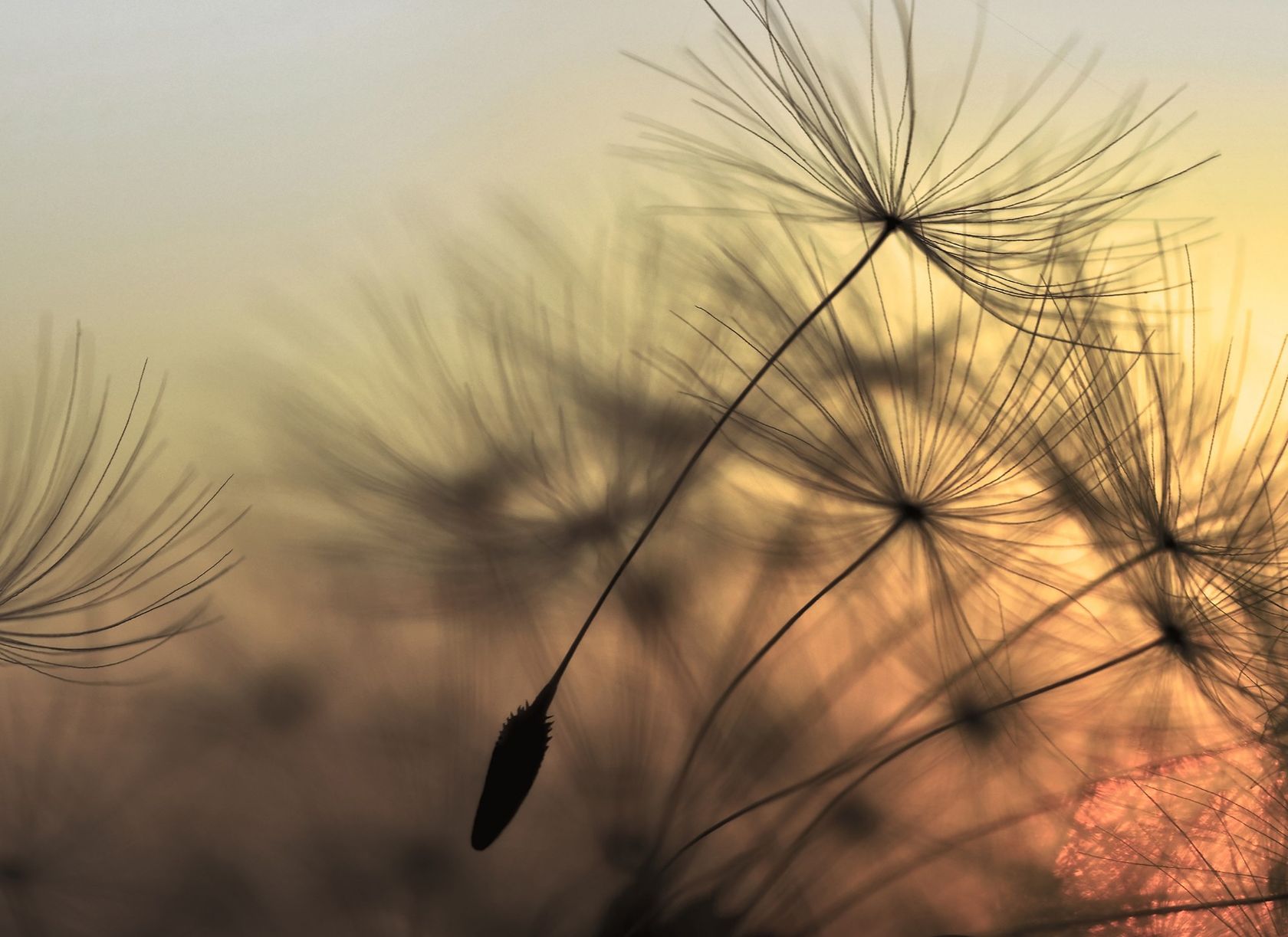 FLYING DANDELION