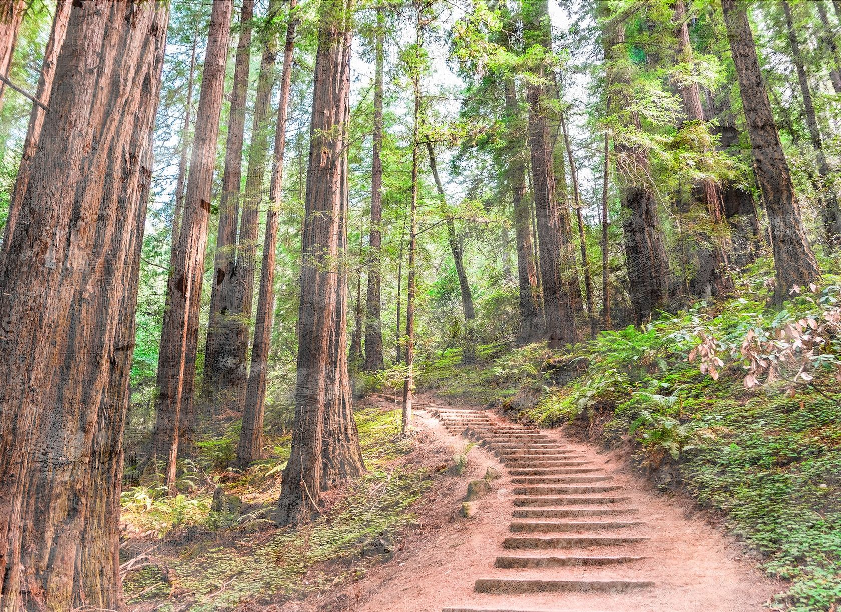 FOREST WALK