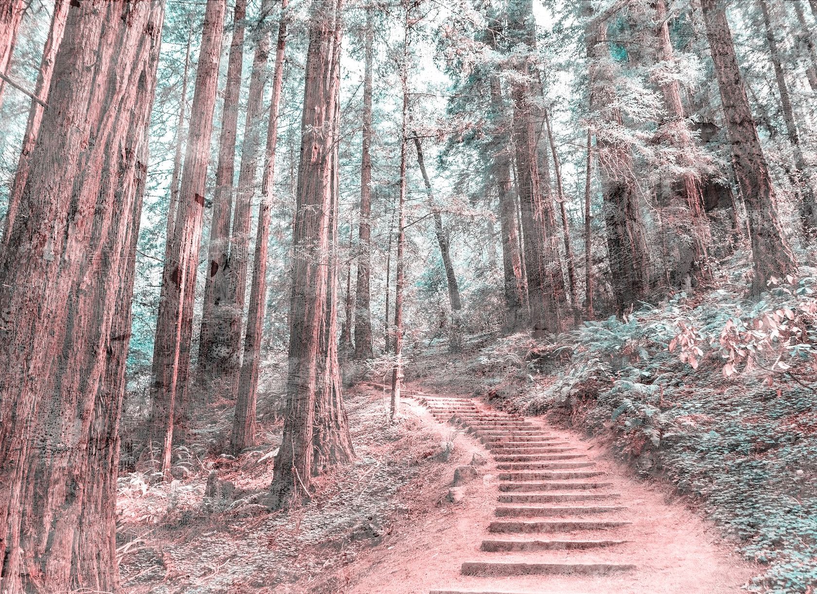 FOREST WALK