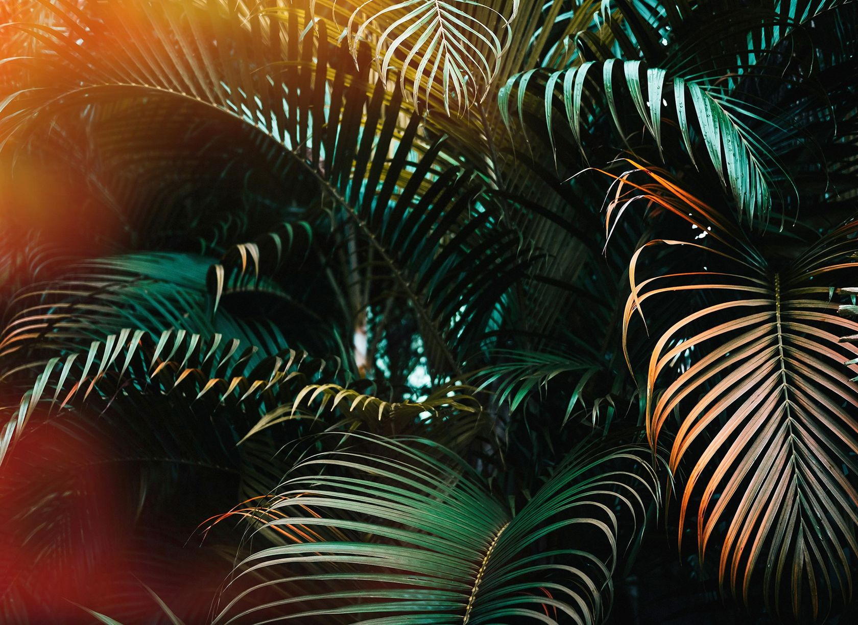 JUNGLE COLOUR