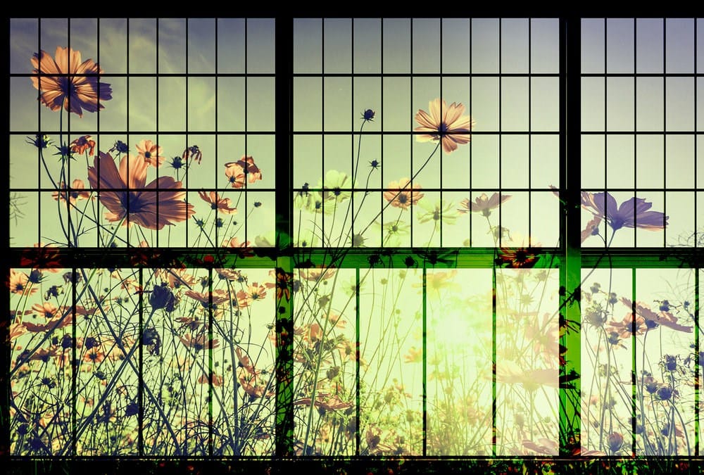 MEADOW