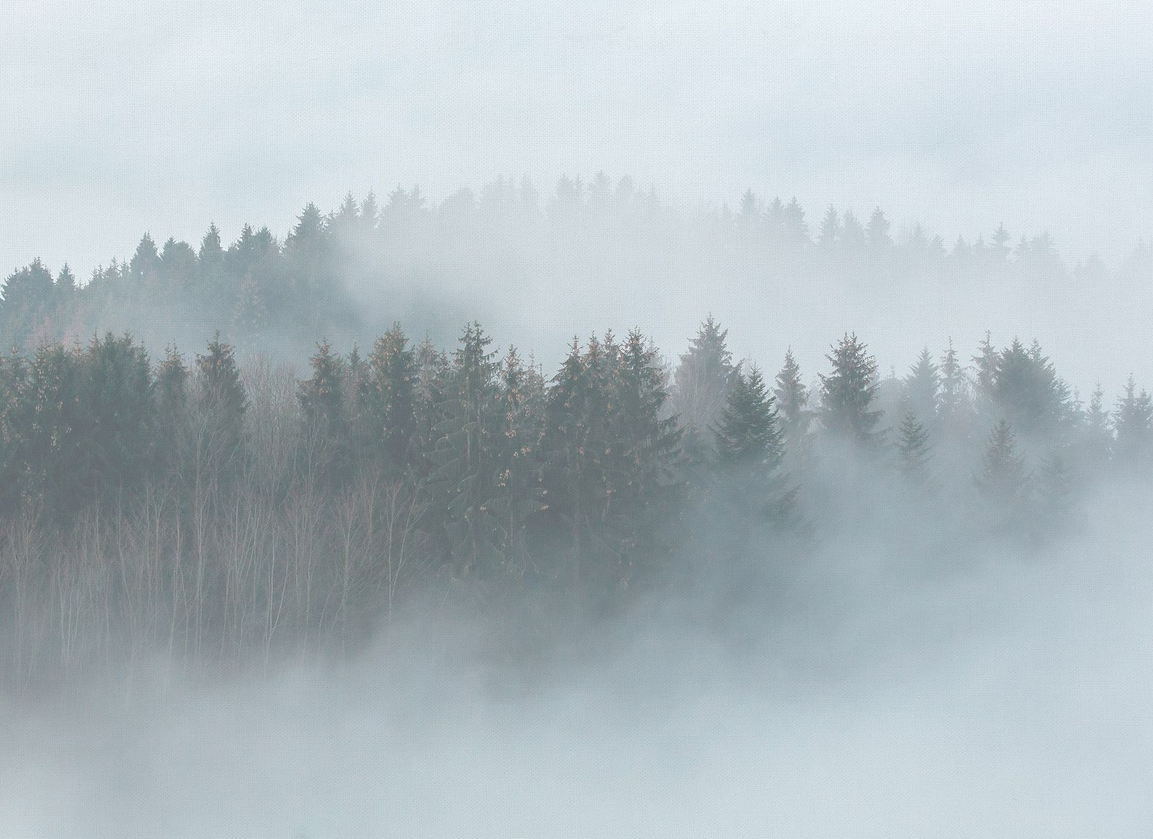 MISTY FOREST