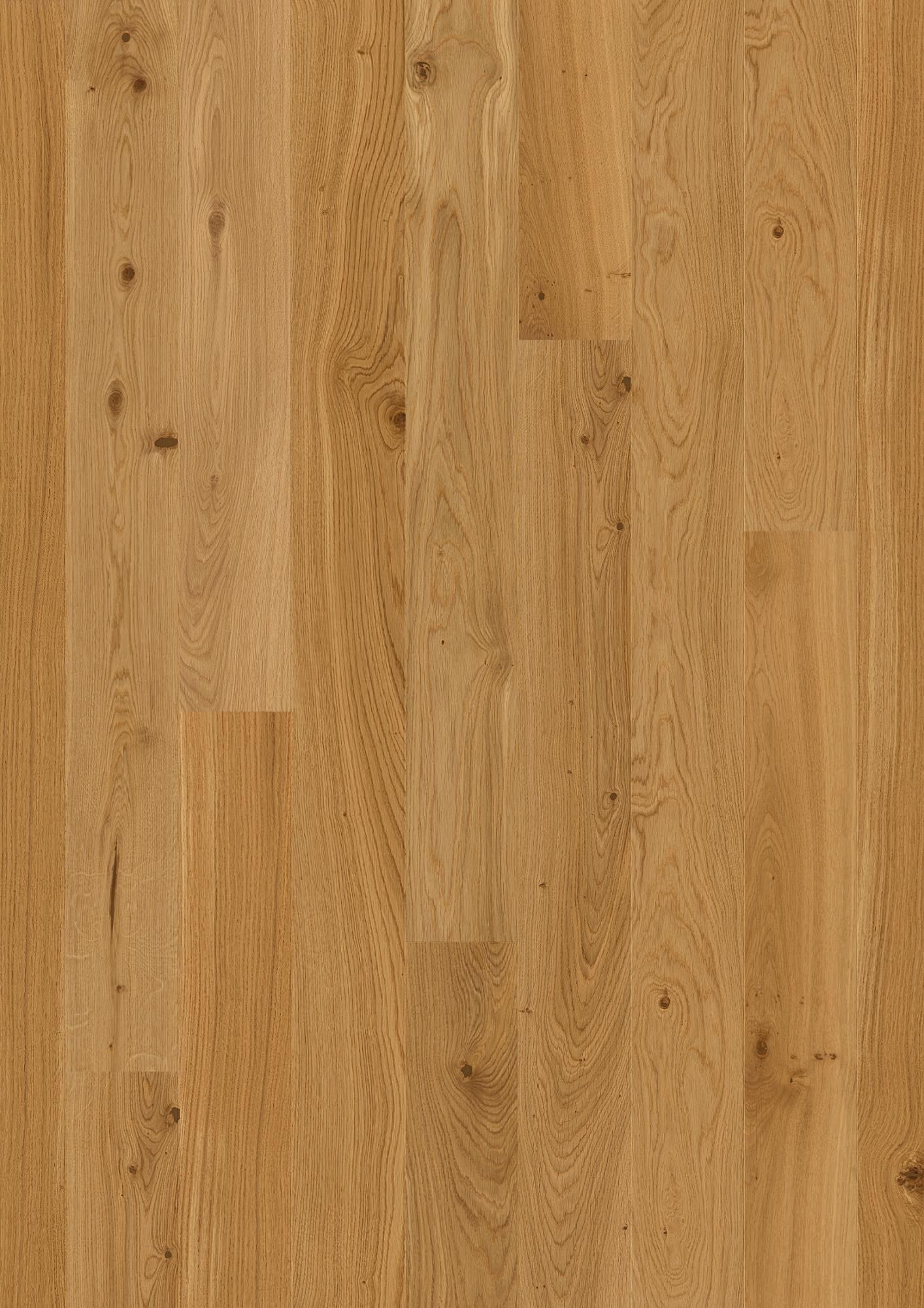 PLANCIA OAK ANIMOSO