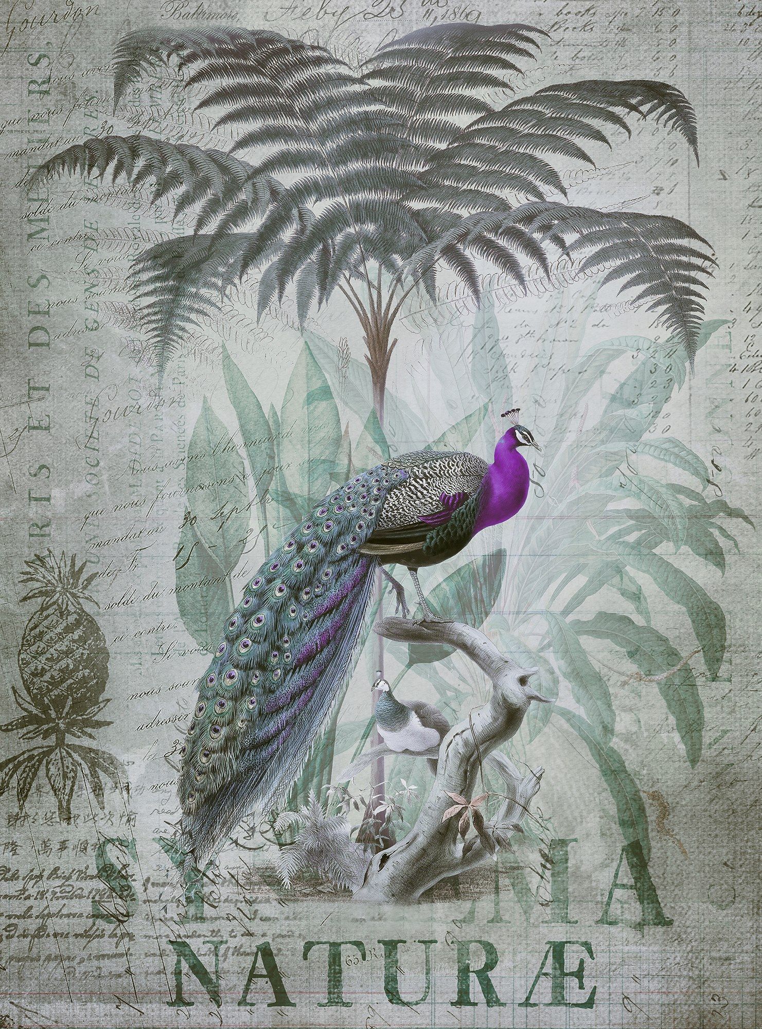 PEACOCK JUNGLE