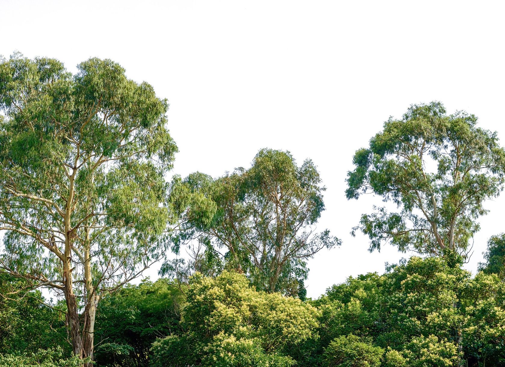 TREETOP