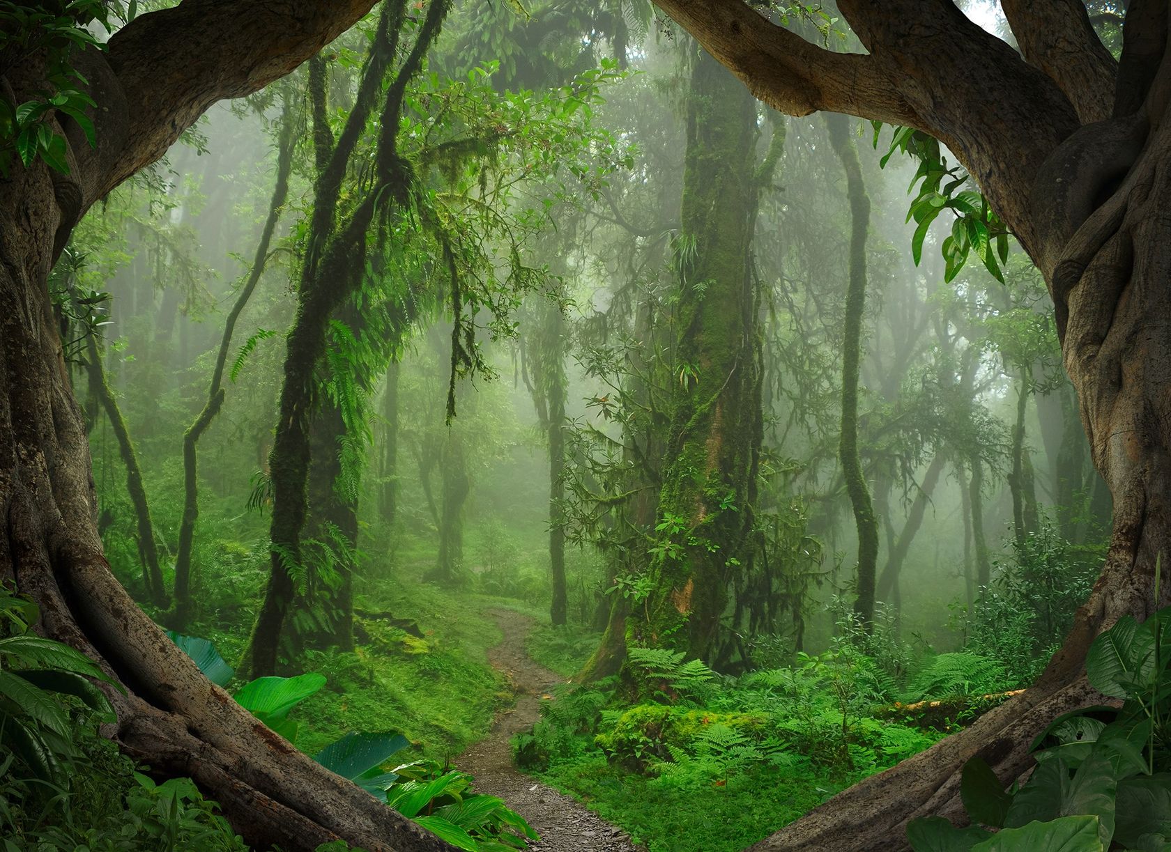 TROPICAL FOREST