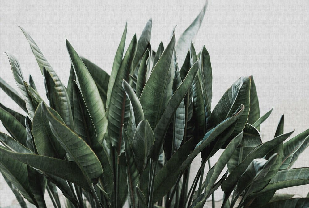 URBAN JUNGLE
