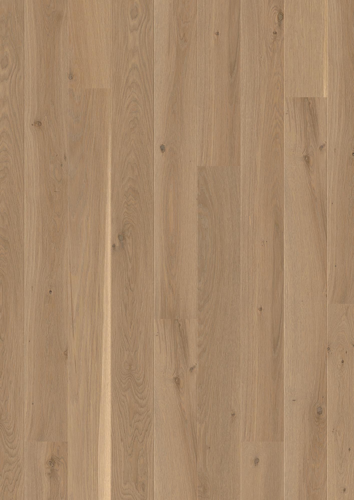 PLANCIA OAK SAND