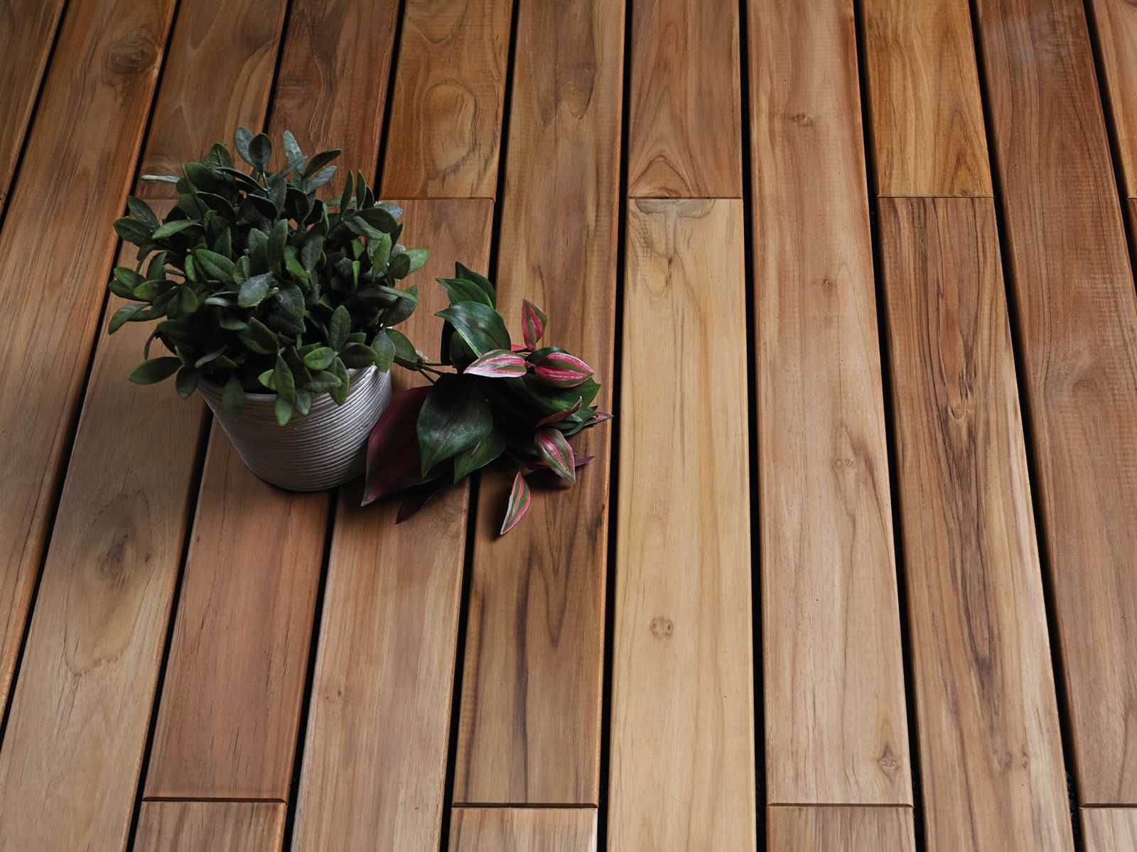 TEAK PIANTAGIONE