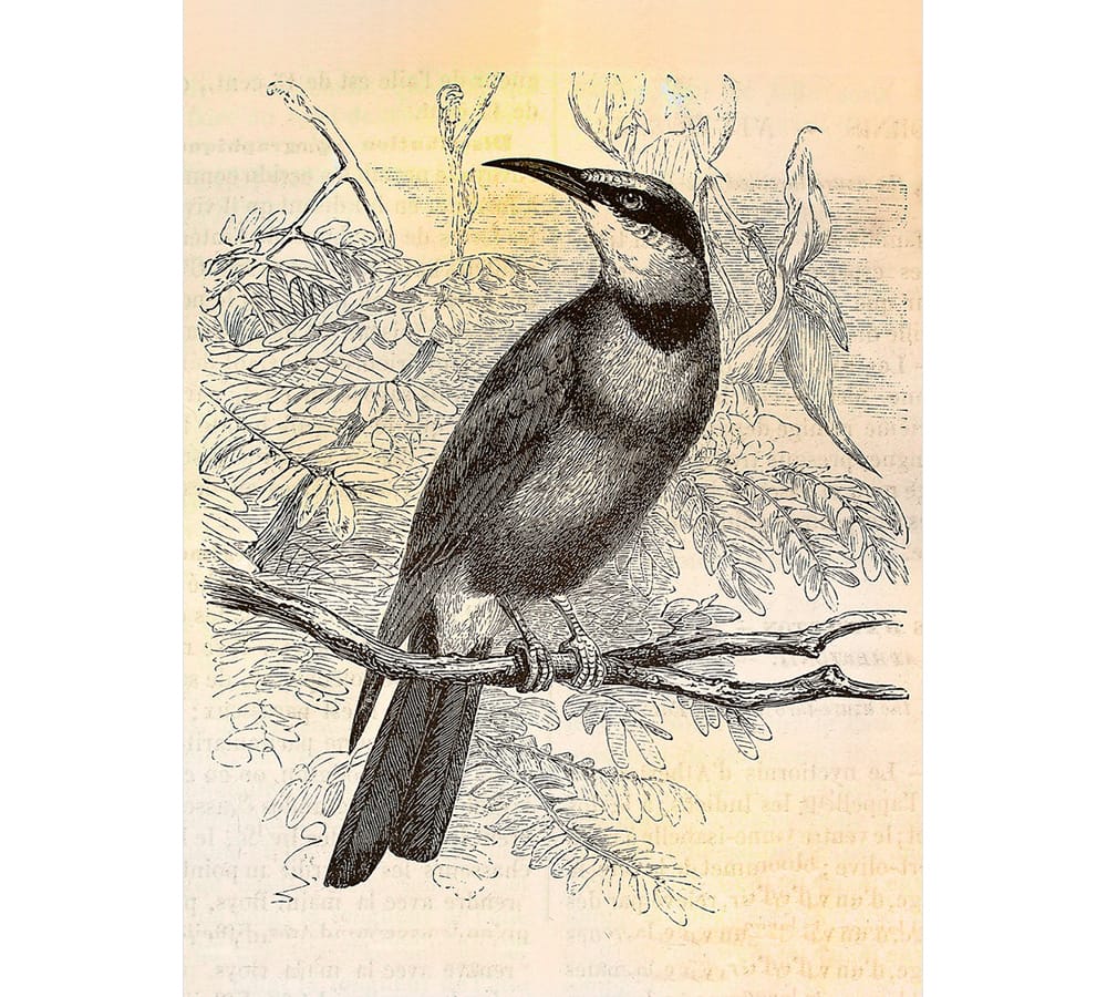 VINTAGE BIRDS