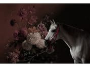 HORSES