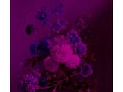 BOUQUET VIBRAN