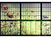 MEADOW